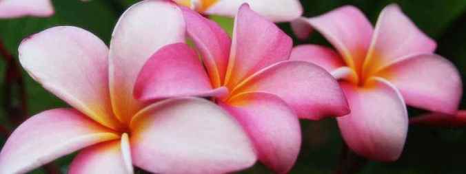 frangipani
